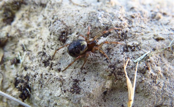 Theridiidae:  Enoplognatha cfr mandibularis  - Costa de Caparica (Portogallo)